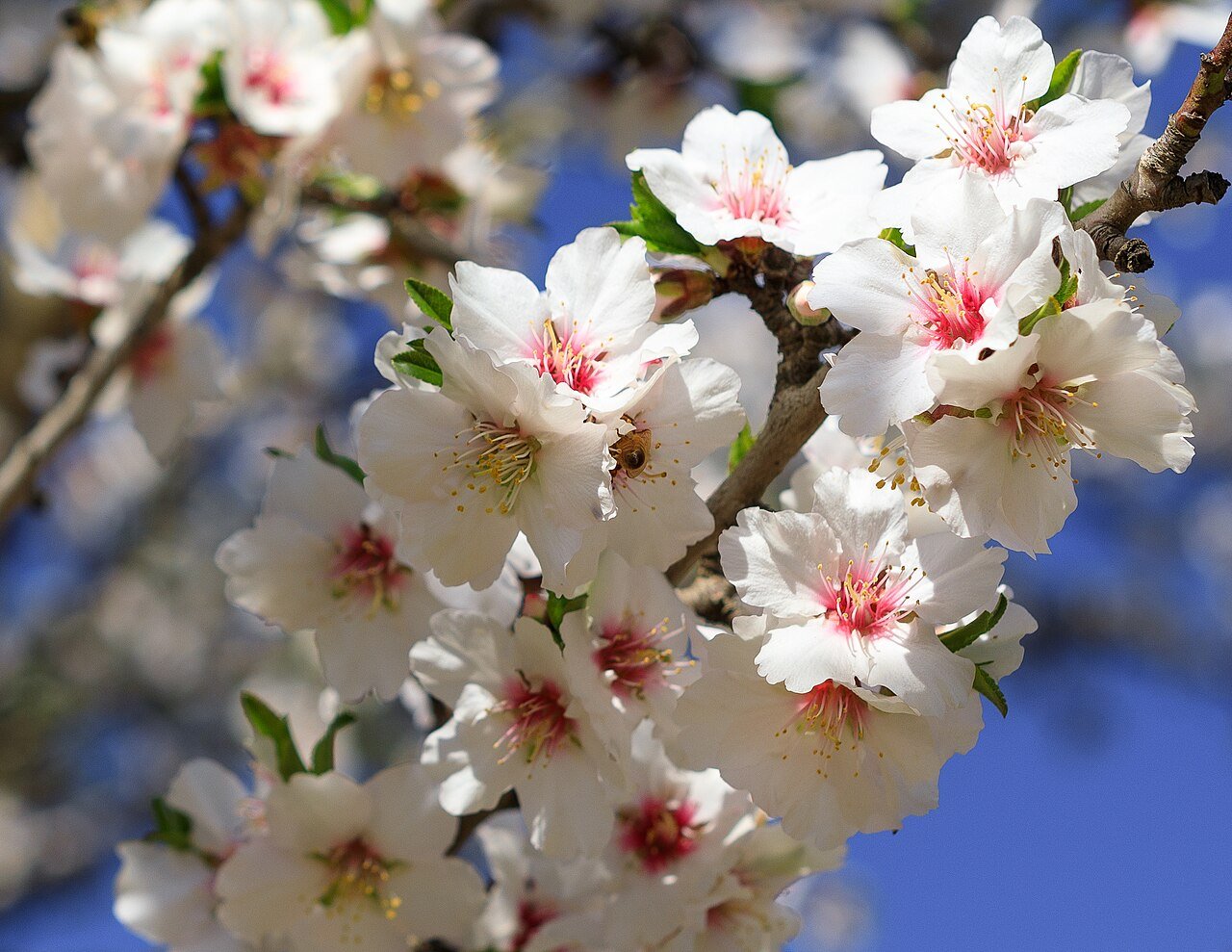 Almond trees in white bloom near Chico in Butte County