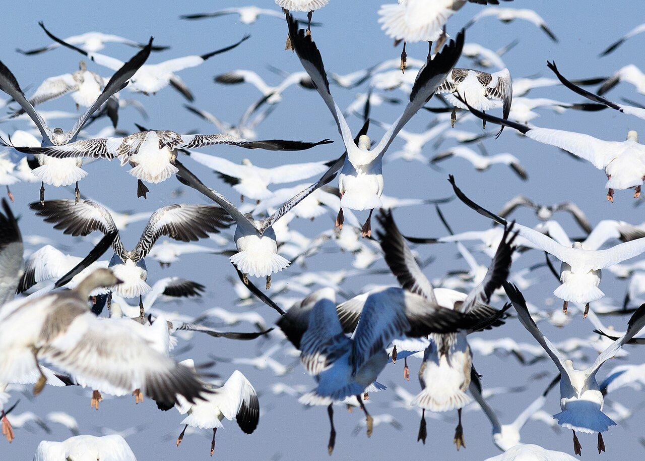 Snow geese lifting off a wetland at Sacramento National Wildlife Refuge