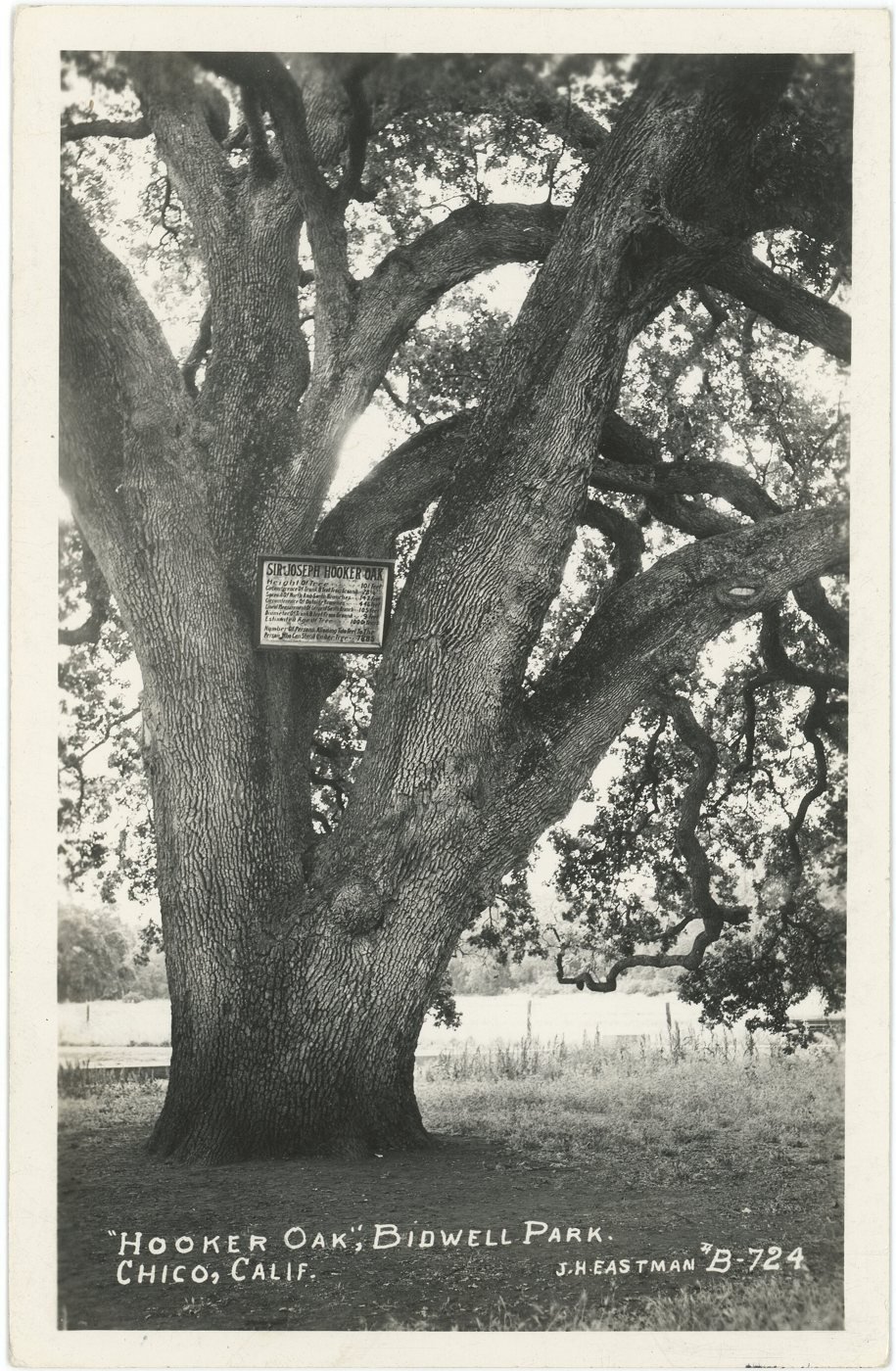 Old real-photo postcard of the Hooker Oak in Bidwell Park, Chico