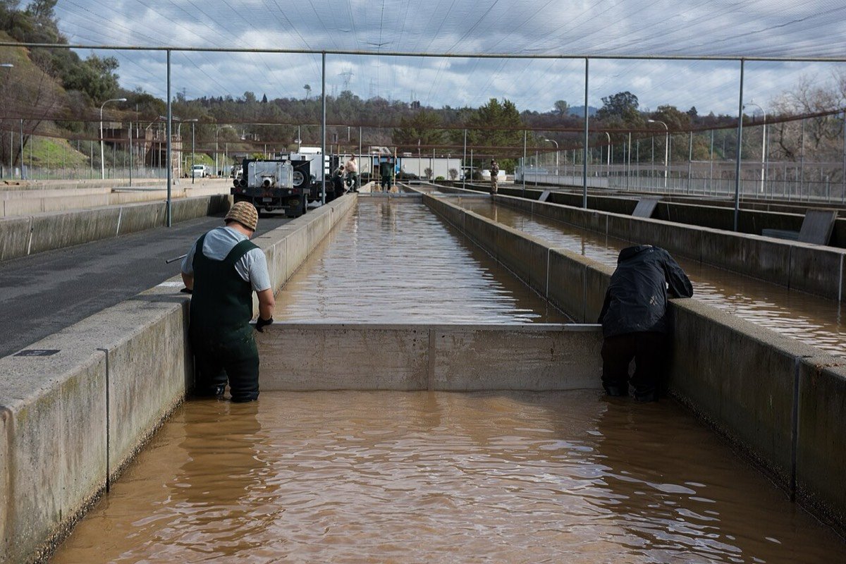Concrete raceways at the Feather River Fish Hatchery in Oroville, with staff working beside the water